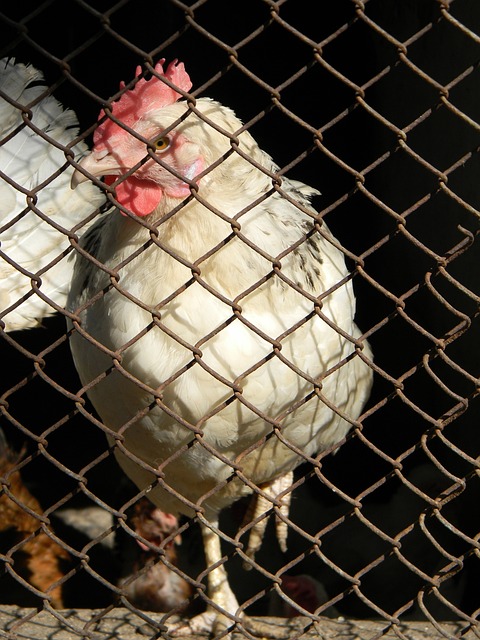 去扣篮大赛 去扣篮大赛